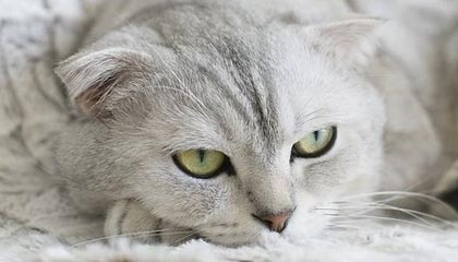 熊猫体育登录入口-英媒:为了让C罗跻身最佳阵容 欧足联特意改阵型