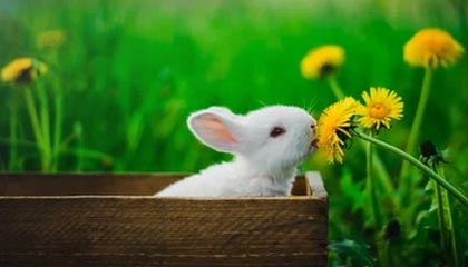 熊猫体育官方网站-转会史话系列(11):为什么意甲那么有钱?